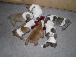 AKCEnglishBulldogPuppies